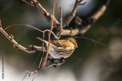 bird on the branch