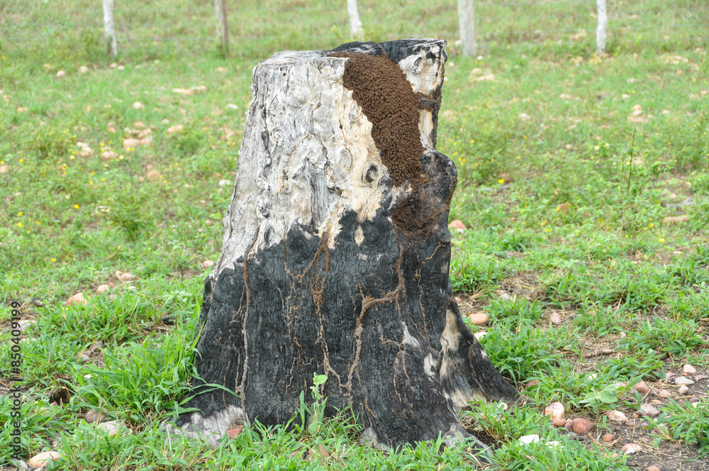 Burnt tree stump in lush green grass meadow under rural blue sky. Burnt tree stump in lush green grass meadow under rural blue sky.
