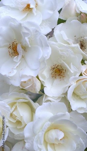 delicate white roses in full bloom, vertical floral background. concepts: perfume marketing, eco-friendly product packaging, wedding invitations or decorations, sympathy cards, romantic event flyers. © Indi