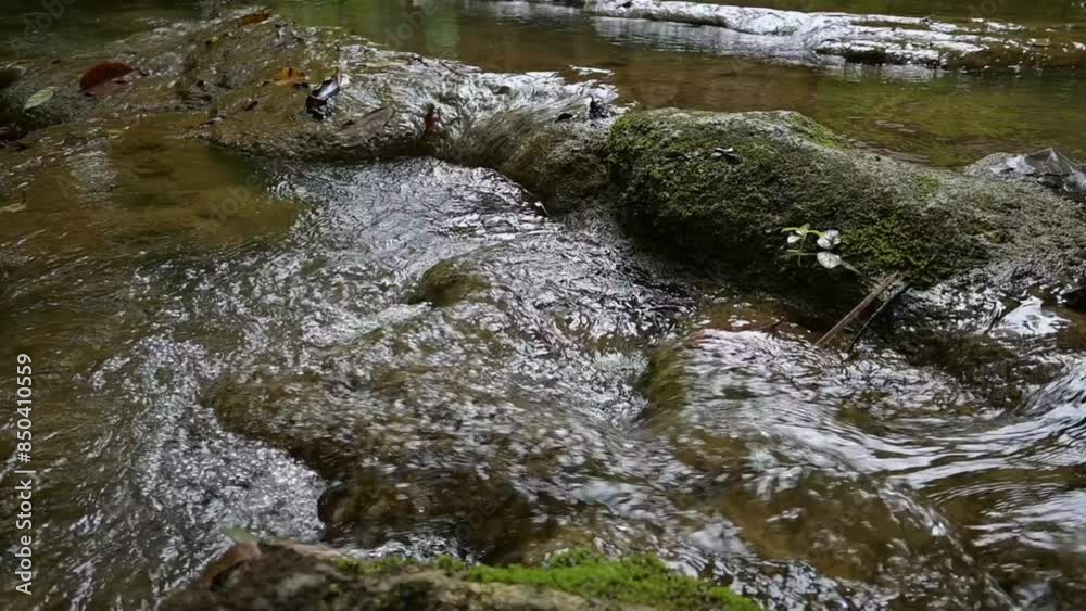 Freshness water stream flows through mossy rocks in rainforest. Small creek with water flowing from the mountain in the wild. Phang Nga Province. Thailand. Freshness water stream flows through mossy rocks in rainforest. Small creek with water flowing from the mountain in the wild. Phang Nga Province. Thailand.