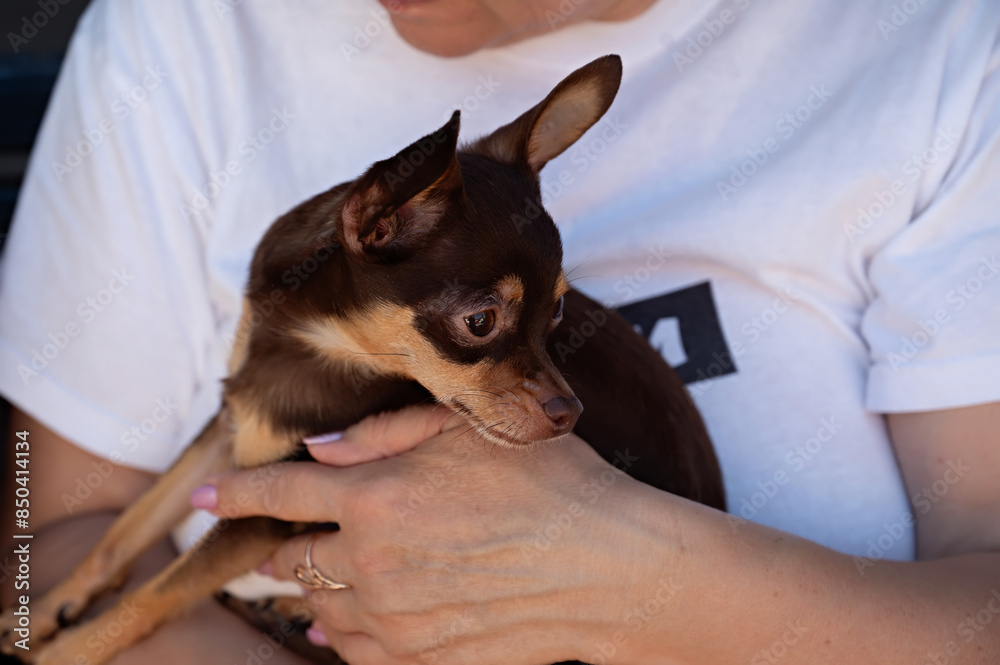 adult woman holding a small chihuahua puppy in her arms, close up adult woman holding a small chihuahua puppy in her arms, close up