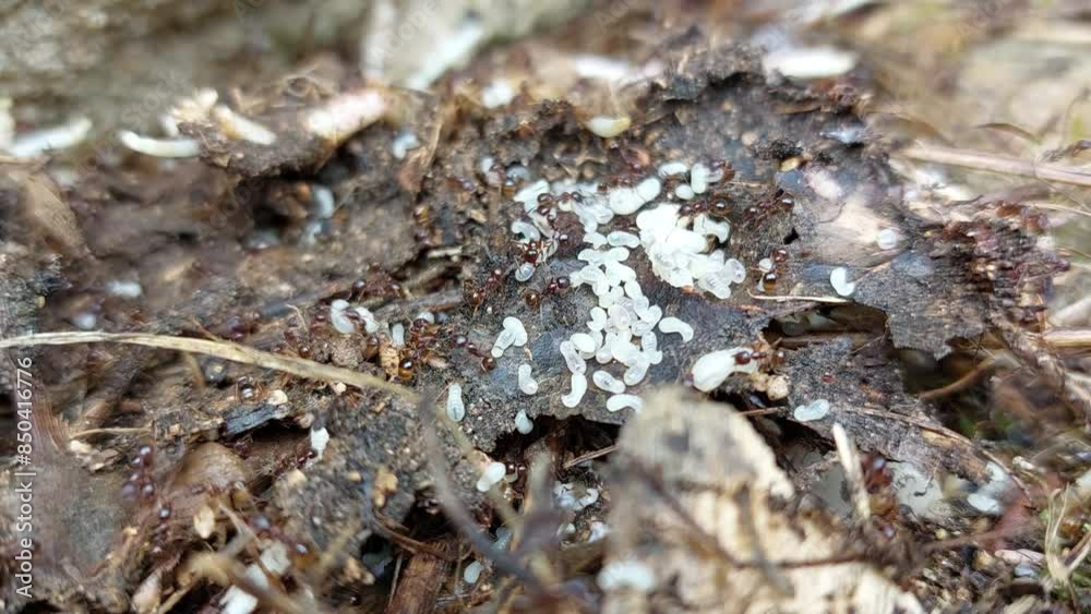 An ant colony is very protective of its cocoons