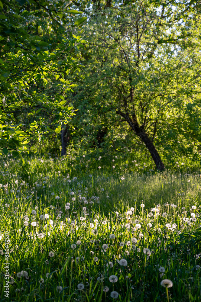 Fototapeta premium summer meadow with dandelions and green grass in sunlight