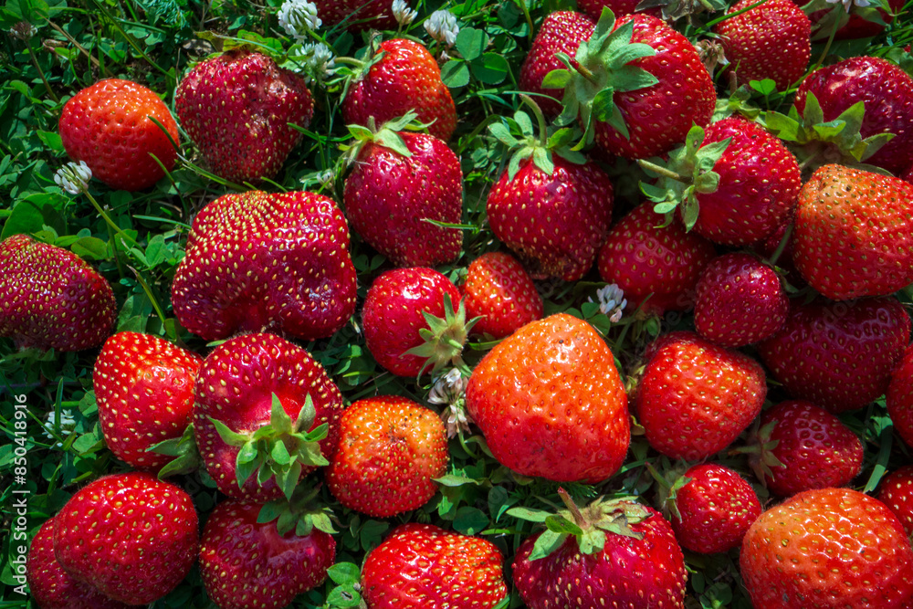 Close up view of strawberry harvest lying on green grass in garden. The concept of healthy food, vitamins, agriculture, market, strawberry sale