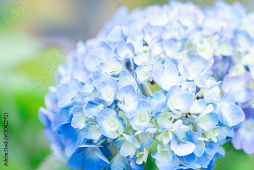 青い紫陽花