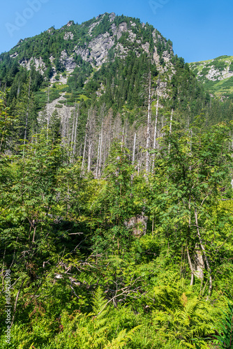 Partly rocky hill covered by forest above Javorova dolina valley in High Tatras mountains in Slovakia photo