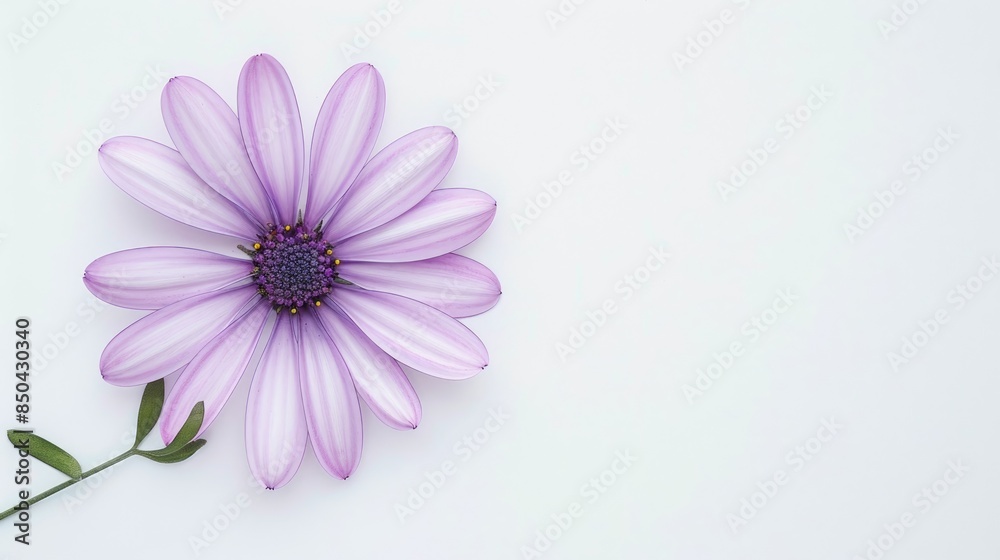 Osteospermum Daisy Flower on White Background Osteospermum Daisy Flower on White Background