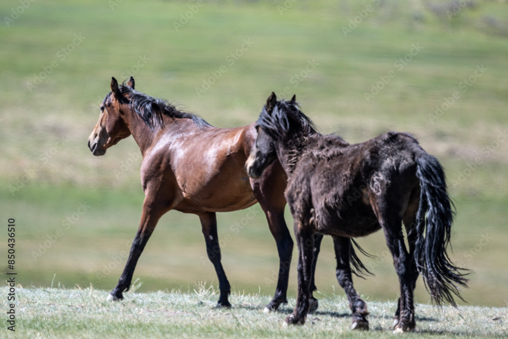 horses on a wild grazing against a backdrop of wild nature close-up on a sunny summer day in Altai horses on a wild grazing against a backdrop of wild nature close-up on a sunny summer day in Altai