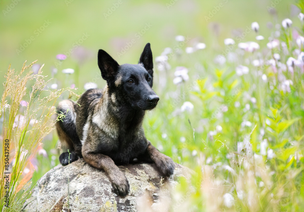 Naklejka premium belgian shepherd in nature