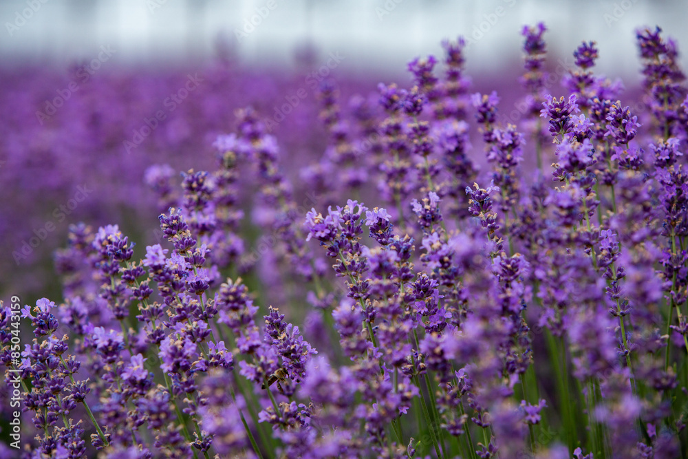 Naklejka premium Flowers in the lavender fields in the Provence mountains. Panoramic landscape with blooming lavender. Violet background.