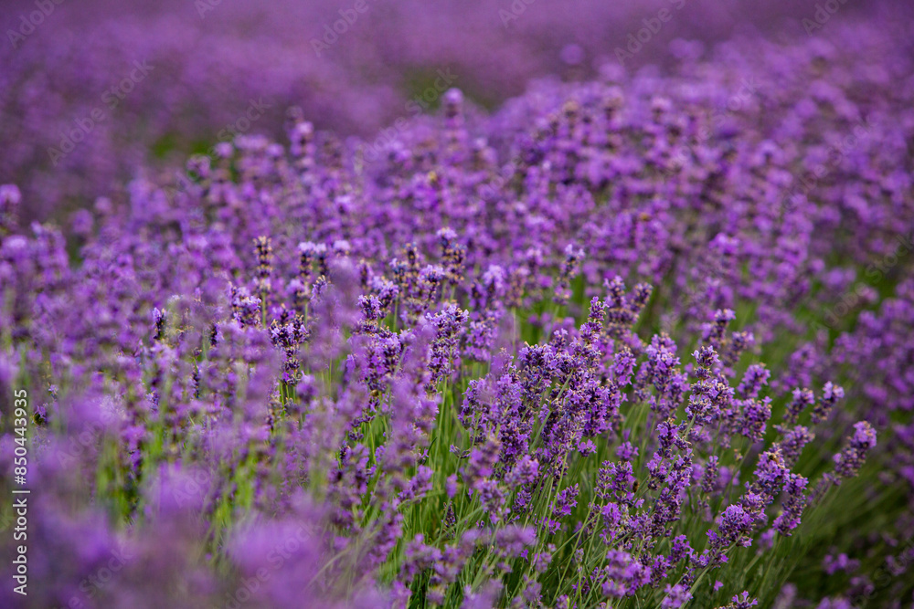 Field of lavender in the sunset light. Background with golden light. Purple lavender. Field of lavender in the sunset light. Background with golden light. Purple lavender.