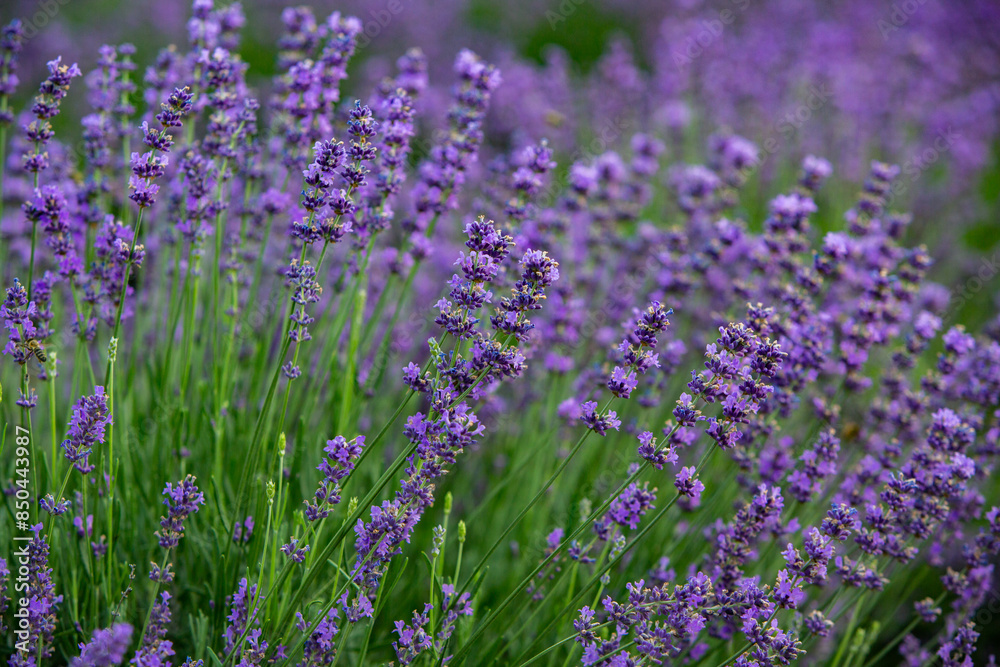 Field of lavender in the sunset light. Background with golden light. Purple lavender. Field of lavender in the sunset light. Background with golden light. Purple lavender.