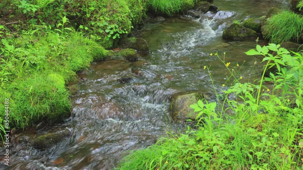 stream in the forest stream in the forest