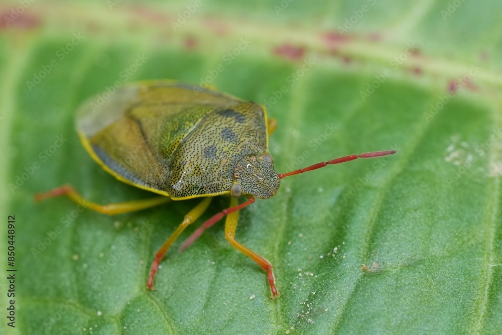 Closeup on a European gorse shield bug, gorse shield bug, Piezodorus lituratus sitting on a green leaf Closeup on a European gorse shield bug, gorse shield bug, Piezodorus lituratus sitting on a green leaf