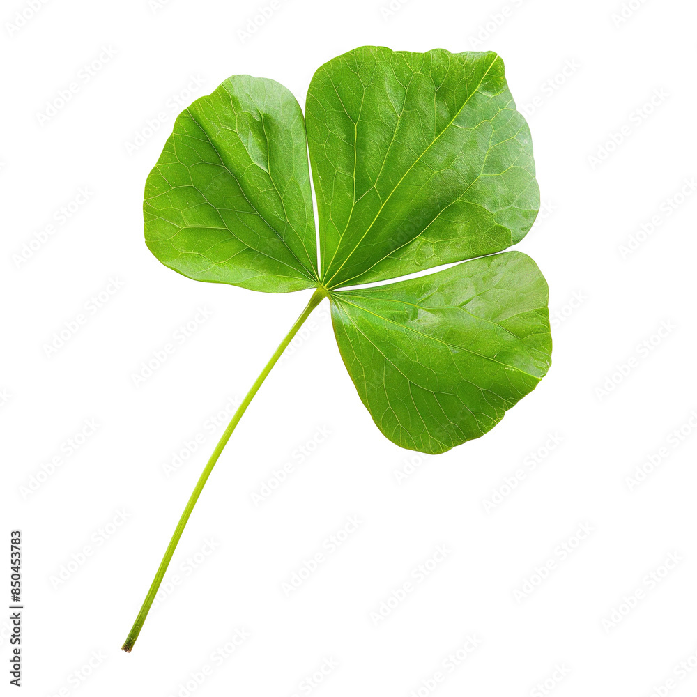 Obraz premium Green leaf of Oxalis corniculata or creeping woods on transparent or white background