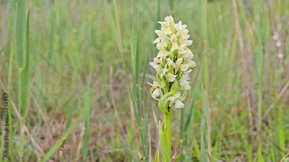 Shot of the blooming wild orchid the pale-flowered orchid, Latin Dactylorhiza incarnata subsp. ochroleuca, with ants crawling over the yellow flowers, in the glow of the setting sun Shot of the blooming wild orchid the pale-flowered orchid, Latin Dactylorhiza incarnata subsp. ochroleuca, with ants crawling over the yellow flowers, in the glow of the setting sun