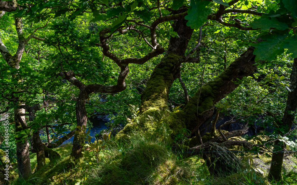 Fototapeta premium views around Capel Curig Snowdonia