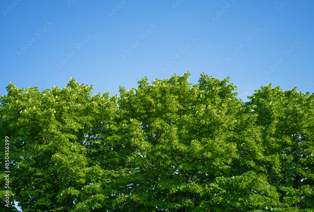 Top of trees and clear blue sky background Top of trees and clear blue sky background
