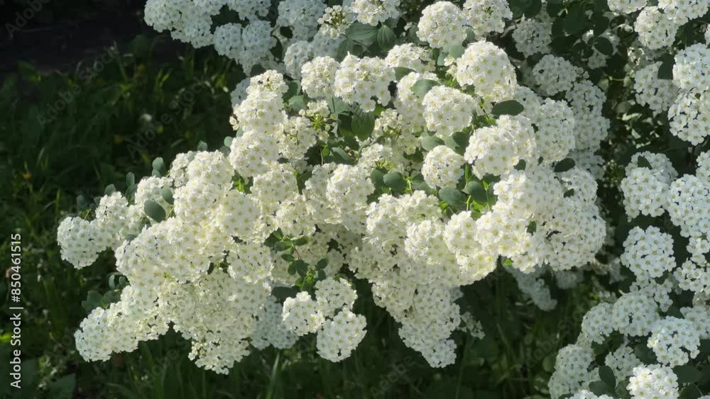 Branches of the blooming spiraea in spring sunny morning backlit Branches of the blooming spiraea in spring sunny morning backlit