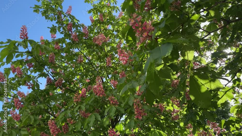 Branches of blooming red horse-chestnut in sunny day backlit Branches of blooming red horse-chestnut in sunny day backlit