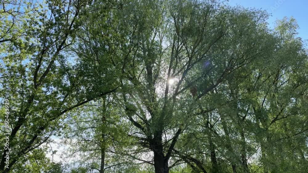Old willows growing on pond shore in sunny morning backlit