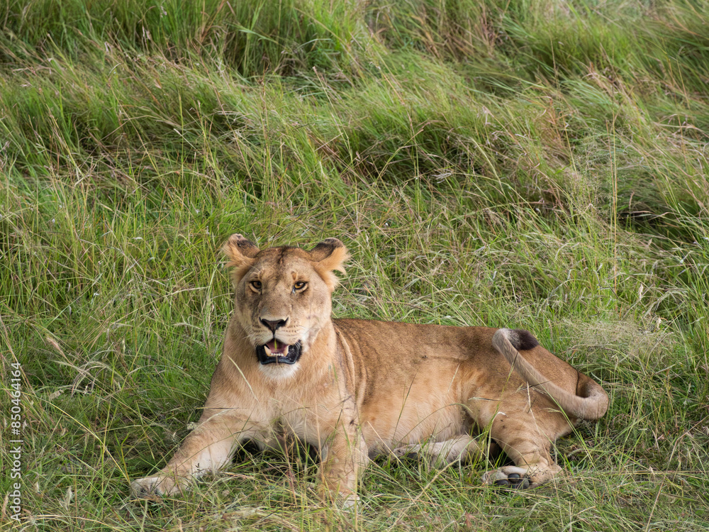 Lionesses in the savannah, wildlife in Africa Lionesses in the savannah, wildlife in Africa