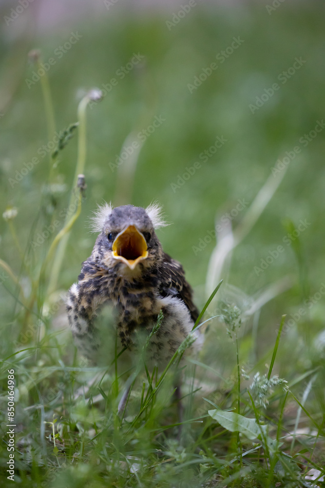 Close-up of a blackbird chick sitting in the green grass with its beak open Close-up of a blackbird chick sitting in the green grass with its beak open