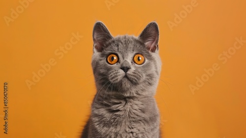 A British Shorthair cat with a funny expression, looking surprised and shocked. The cat is standing in front of an orange background with plenty of space for text.