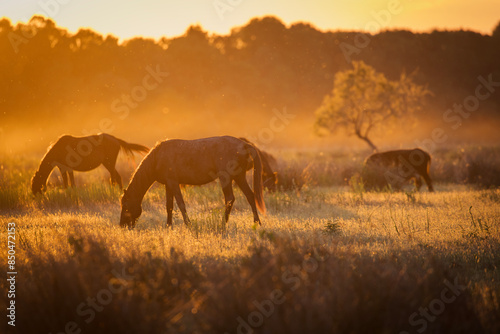Beautiful wilde horses in nice backlight form sunset