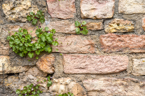 old stone wall  with plants growing in the cracks background