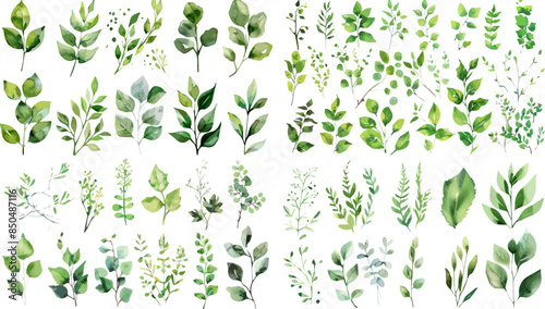 Green watercolor leaves on isolated background