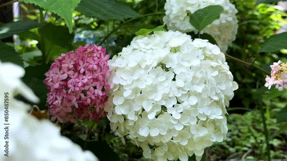 White and pink hydrangea blossoms in a lush green garden on a sunny day White and pink hydrangea blossoms in a lush green garden on a sunny day