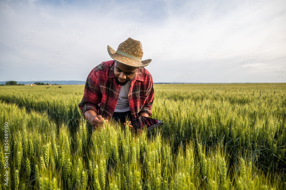 Young farmer using digital tablet while standing in his growing wheat field. Young farmer using digital tablet while standing in his growing wheat field.