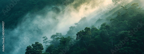 Dense forest landscape with fog and sunlight, panoramic view of the jungle canopy at dawn.