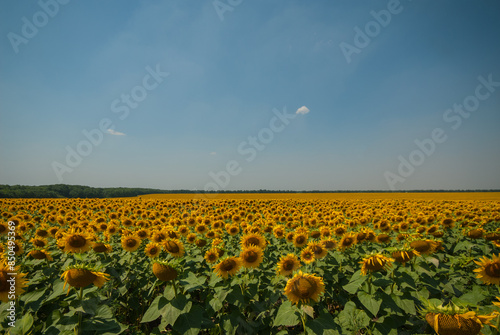 Field of blooming sunflowers and blue sky.