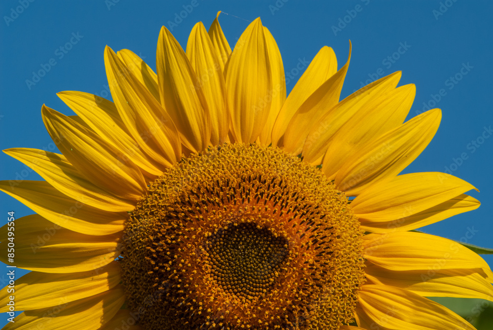 Naklejka premium Blooming sunflower on a blue sky background.