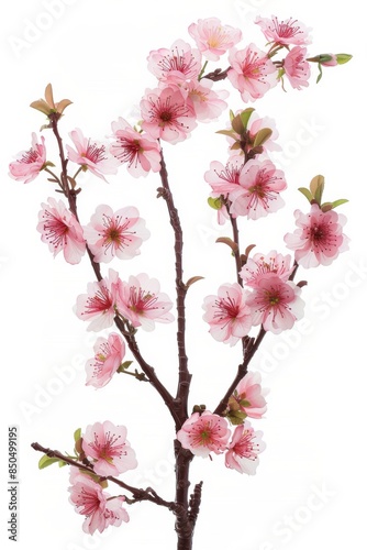 Wallpaper Mural flower Photography, Cherry blossoms Okame Close up view, Isolated on white Background Torontodigital.ca