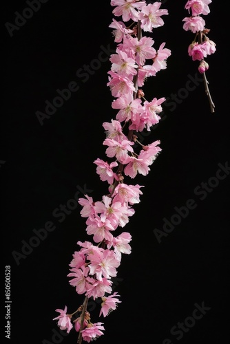 flower Photography, Cherry blossoms Shogetsu, Close up view, Isolated on black Background photo