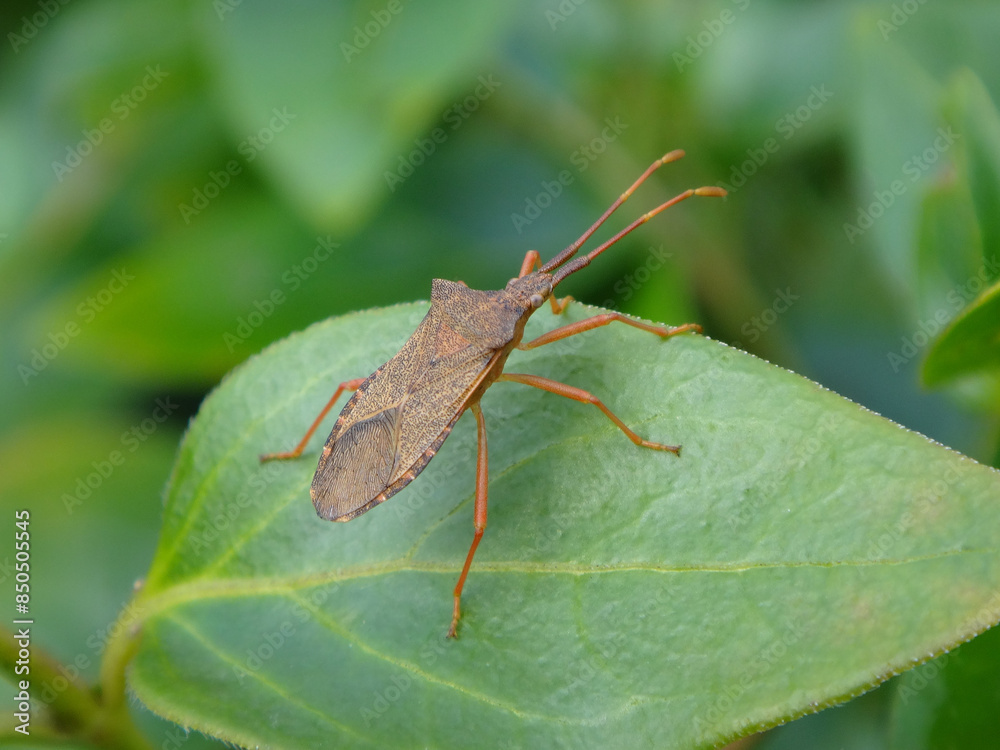 The box bug (Gonocerus acuteangulatus) on a periwinkle leaf The box bug (Gonocerus acuteangulatus) on a periwinkle leaf
