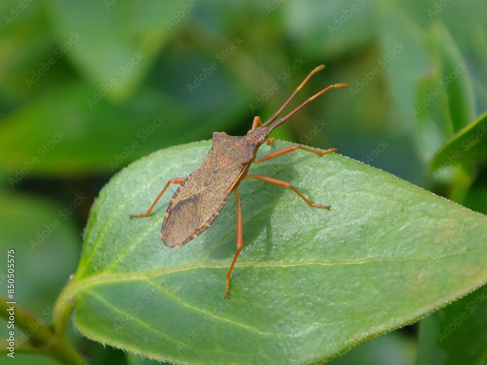 The box bug (Gonocerus acuteangulatus) on a periwinkle leaf The box bug (Gonocerus acuteangulatus) on a periwinkle leaf