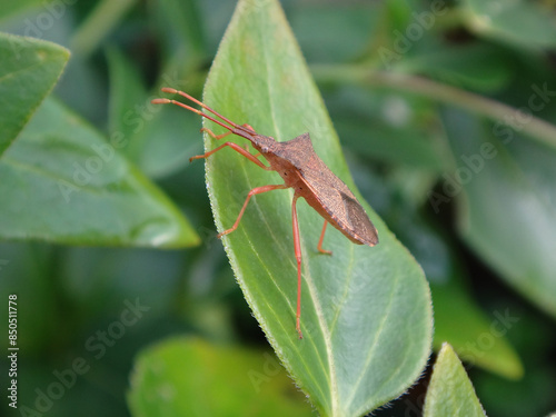 The box bug (Gonocerus acuteangulatus) on a periwinkle leaf photo