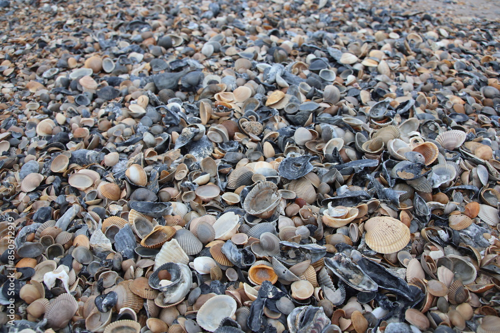 Seashells on the beach. Jacksonville, Florida. Seashells on the beach. Jacksonville, Florida.