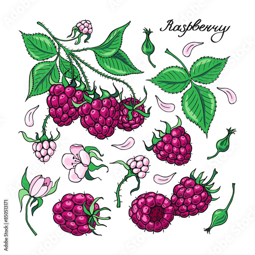 Set of Pink Raspberries and Flowers. Color berries. Design of candies and sweet dessert . Vector illustration.
