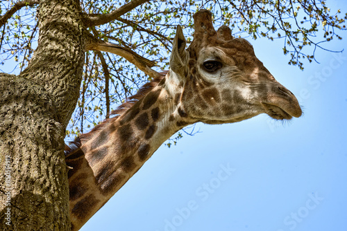 Obraz na plátně Close up of young african giraffe's head near tree