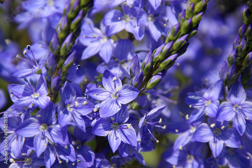 Texture of Broadleaf speedwell plants ( Veronica teucrium ) with lots of blue blossoms on a meadow
