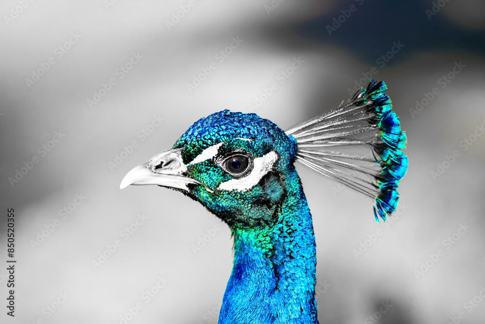 Portrait of a Blue Peacock. Bird in close-up. Pavo cristatus.
Portrait of a Blue Peacock. Bird in close-up. Pavo cristatus.