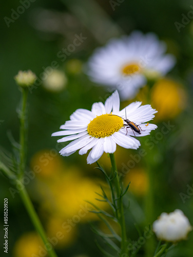 Stenurella melanura, a longhorn beetle on a Tripleurospermum inodorum scentless mayweed blossom  photo