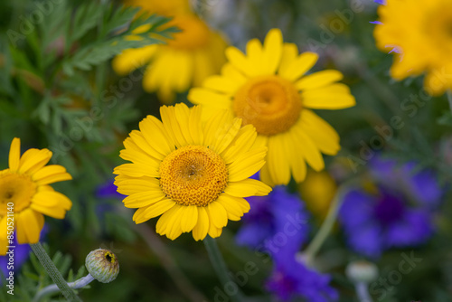 Cota tinctoria, the yellow or dyers chamomile blooming in wildflower meadow photo