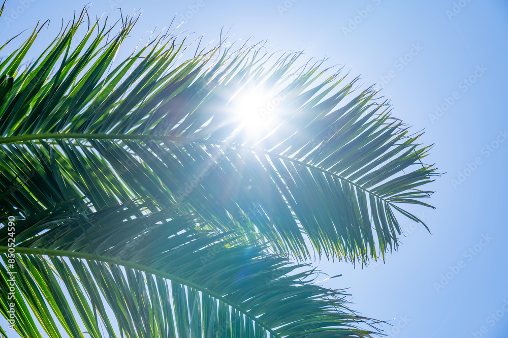 太陽に照らされるヤシの木