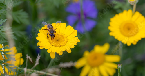 Fototapeta Naklejka Na Ścianę i Meble -  Bee on a Cota tinctoria, the yellow or dyers chamomile blossom